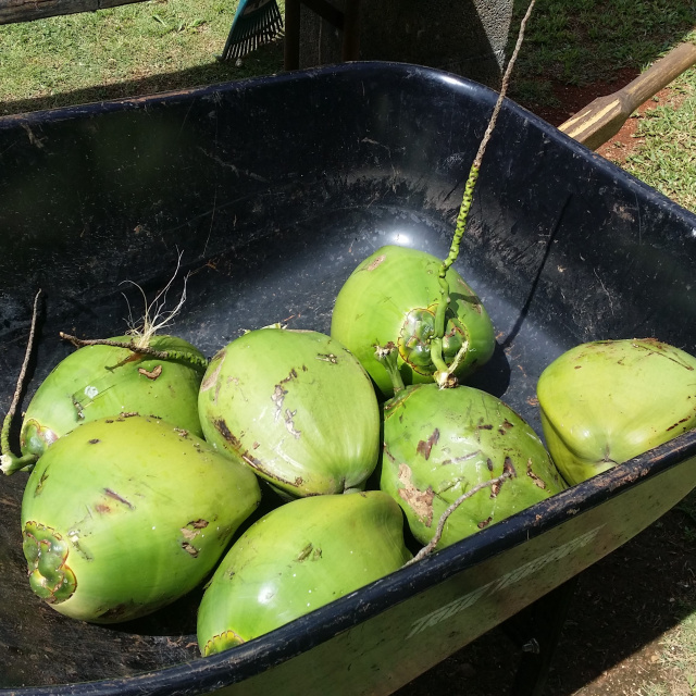 guam young coconut
