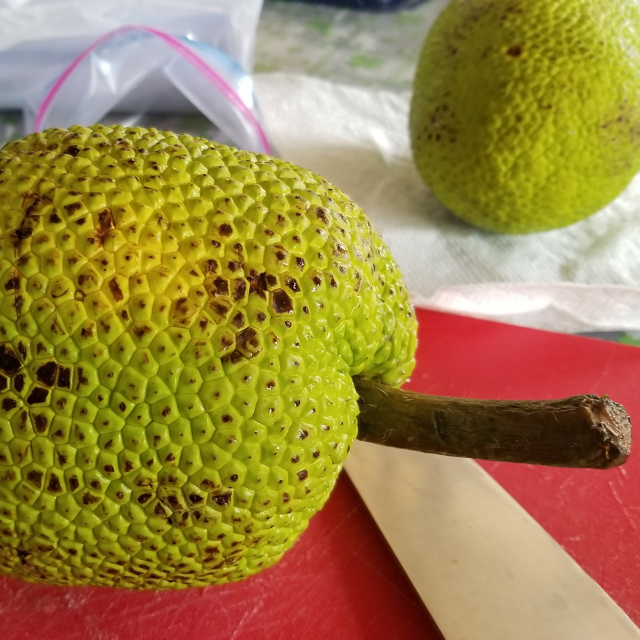guam local breadfruits