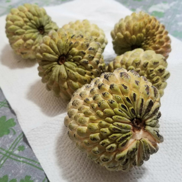 guam sweet sop