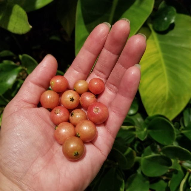 guam cherries